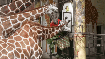 6.gif
